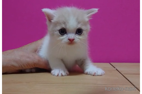 成約済の東京都のスコティッシュフォールド-92438の5枚目